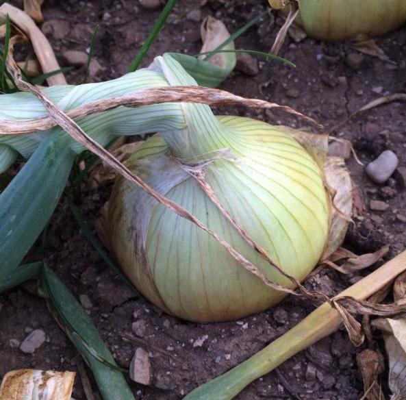 highlander onion