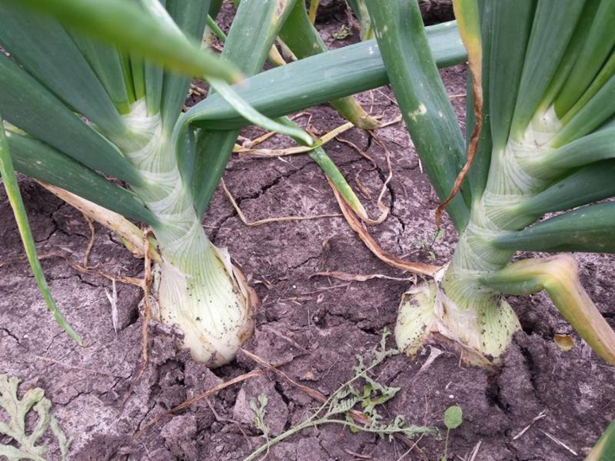 Nitrogen in Your Onion Crop