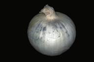 Example of black mold in onions
