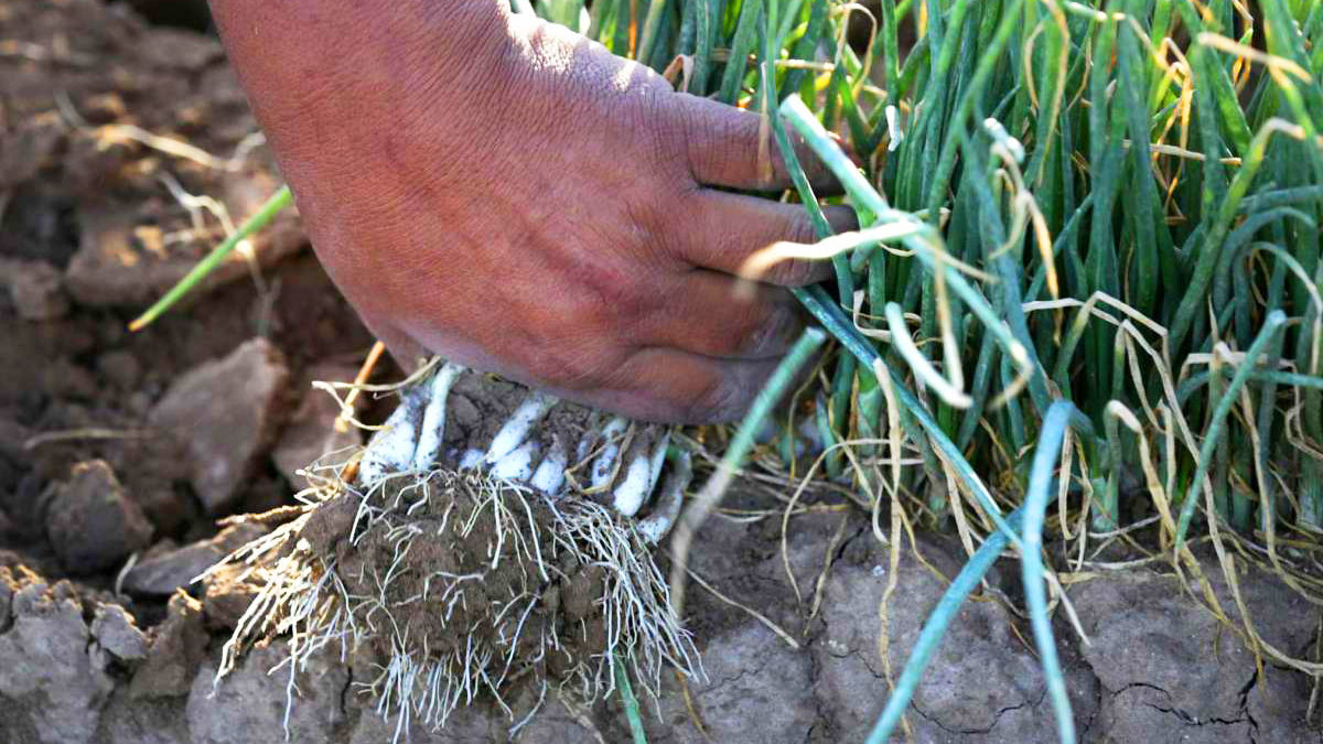 onion harvesting and curing tips