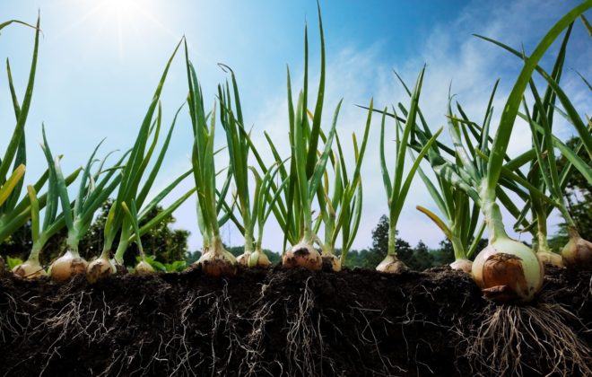 learn more about furrow irrigating your onion beds