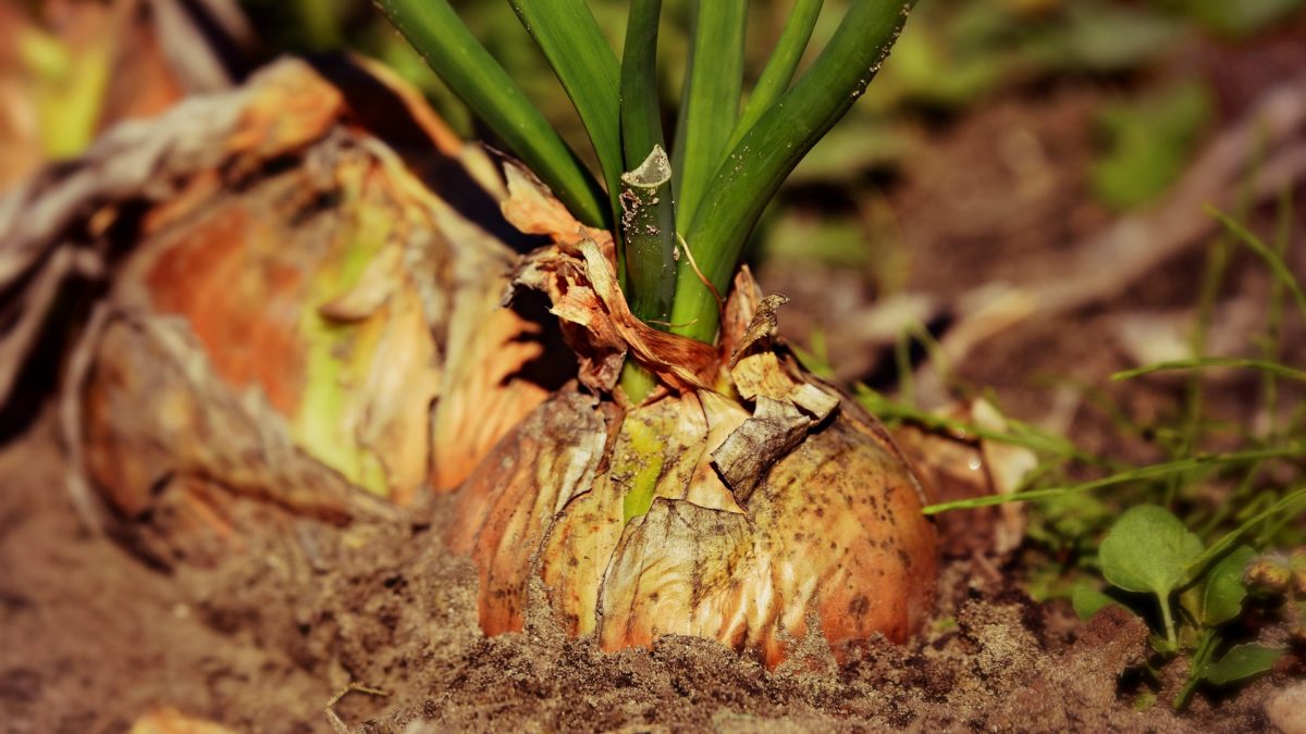 preventing onion diseases
