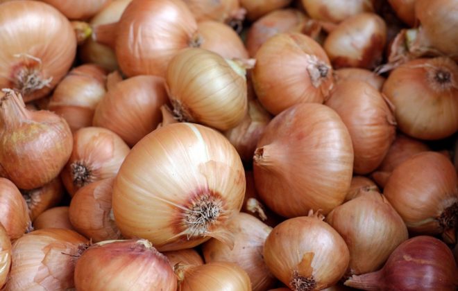 fresh harvested onions