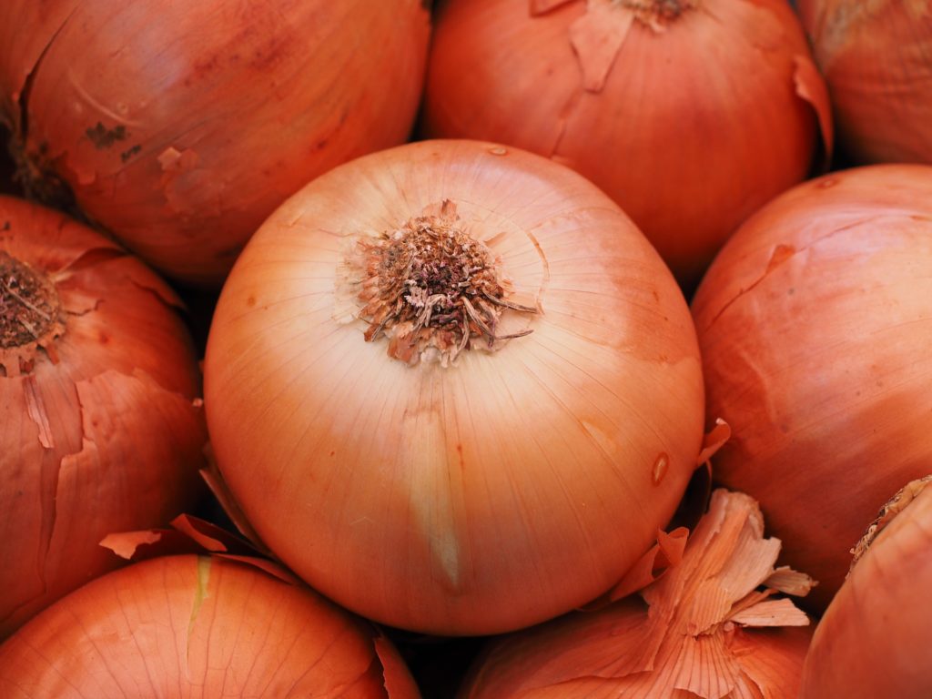 Four Keys to Onion Growing Success