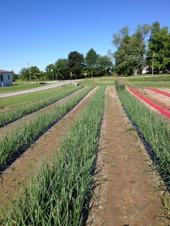 weed free onion patch