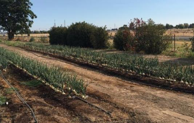 where to plant your onions