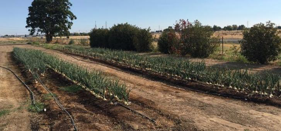 where to plant your onions
