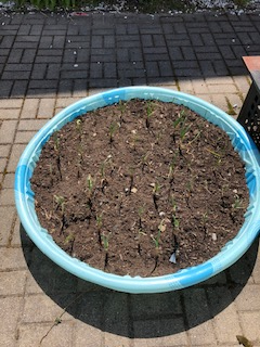 Container growing onions in kid pool