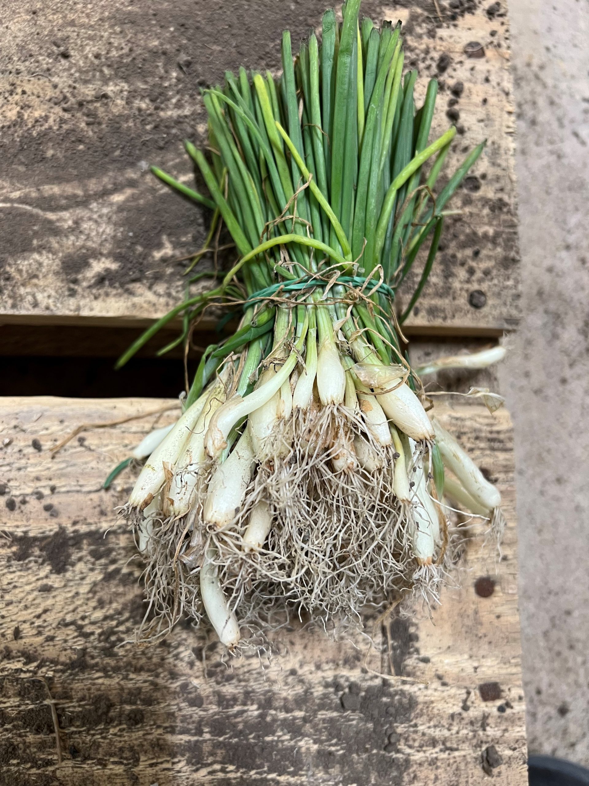 How to Grow Onion Root  